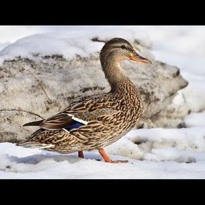 Meet your Posher, Kaylyn